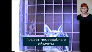 Бешенство - патогенез и эпизоотология (часть 1)