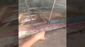 Теплица 4х6 от завода Статус