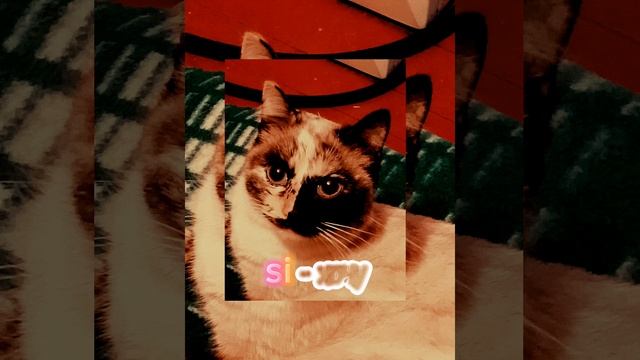песня ~𝕤𝕚 - хочу ~