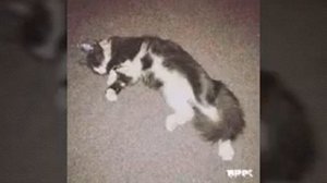 Котомонстр Киса Алиса🐱🔮(фан Ани Меджик)