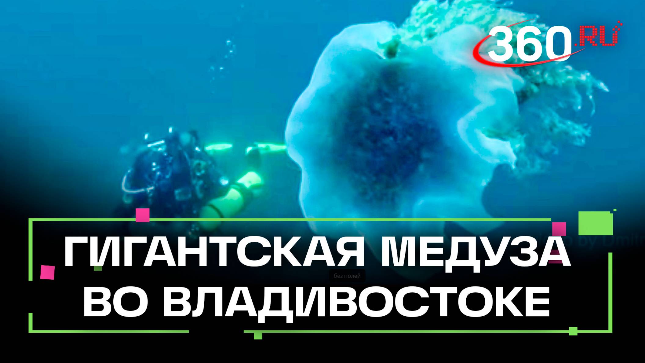 Медузу размером с человека нашли в водах Владивостока