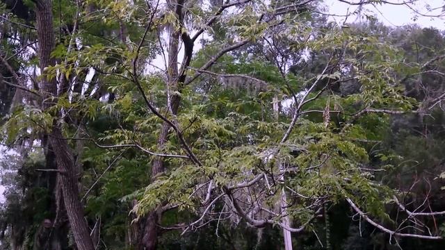 3 True Weird Creepo Stories смотреть онлайн