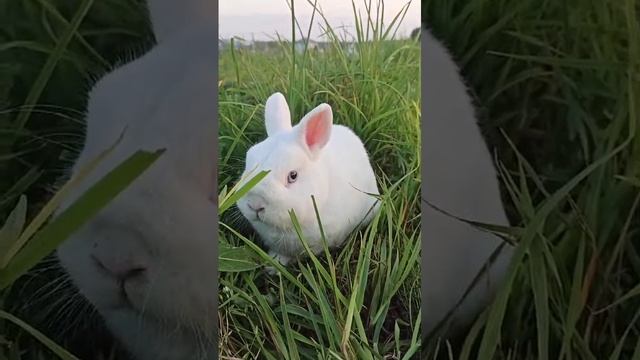зефирка💗