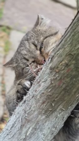 ✨»Я дикий лесной кот!"