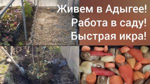 Живем в Адыгее/Обрезаем виноград/Быстрая икра из баклажан/Пересадили инжир/