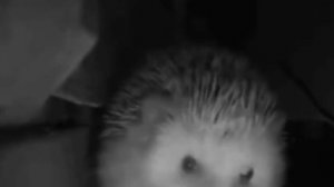 Ёжик Чихнул и взорвал весь Город