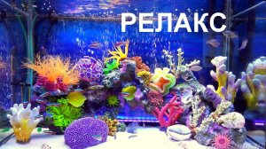 Красивый Музыкальный Релакс Аквариум Рыбки - 240 минут релаксации.