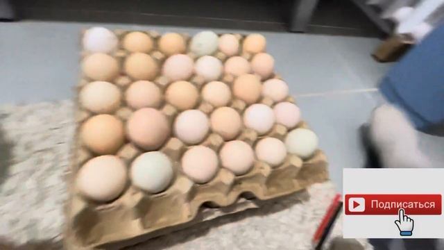 #АДЛЕР#Австралоп#8️⃣0️⃣ жұмыртқа қалай жиналды? смотреть онлайн