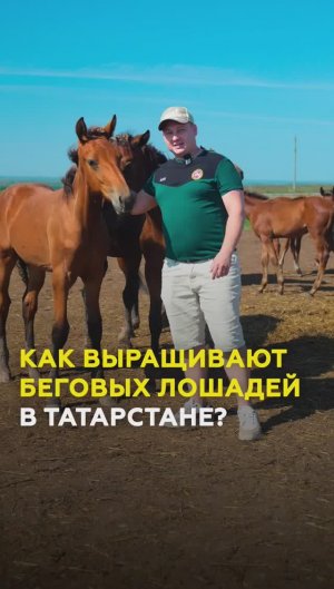 Жеребцы Татарстана: где и как выращивают будущих чемпионов? #казань #татарстан #хкчистополье