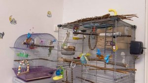 Целый час жизни волнистых попугаев в трёх минутах 💚