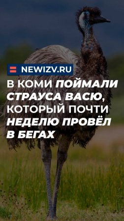 В Коми поймали страуса Васю, который почти неделю провёл в бегах