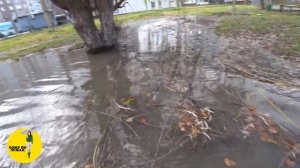 ХОЖУ ПО ЛУЖАМ