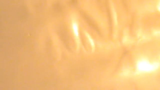 AA137 Лицевая кожа КРС/Целые шкуры смотреть онлайн