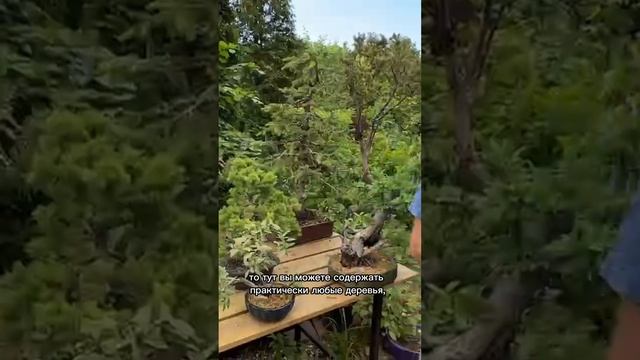 Хочу себе бонсай. С чего начать?