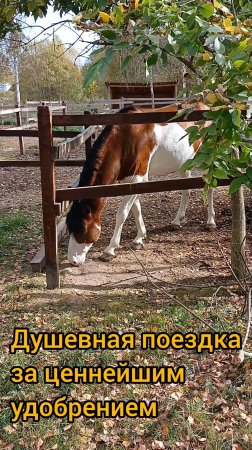 Совместили приятное с полезным - пообщались с лошадьми и привезли ценнейшее удобрение для огорода.