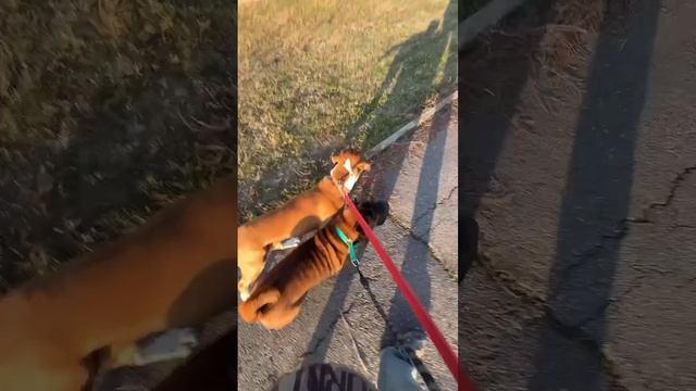Карточка видео