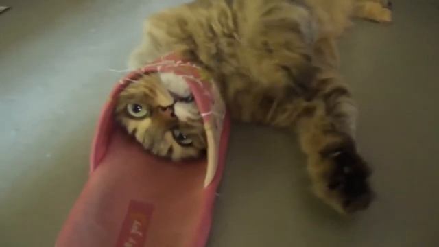 Мой кот- ИДИОТ! Кот и тапок =) смотреть онлайн