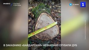В заказнике «Байдарский» незаконно срубили дуб