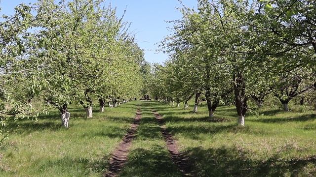 Братская могила, хутор Красная Левада