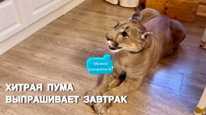 Хитрая пума выпрашивает завтрак!