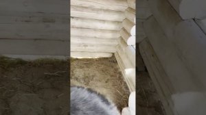 Говорящий волкособ Гулдан рассказывает про свои игрушки.