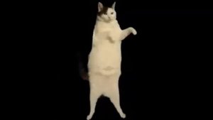 Счастливый кот. Кот танцует?
