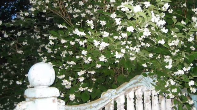 Окно родного дома