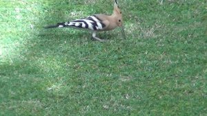 3. Шарм-эль-Шейх 24. День 2