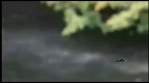 Медведь напал на человека!