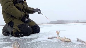 ПЕРВЫЙ ЛЁД! ЛЁД ТРЕЩИТ А МЫ ТАСКАЕМ ОКУНЕЙ! ЗИМНЯЯ РЫБАЛКА.