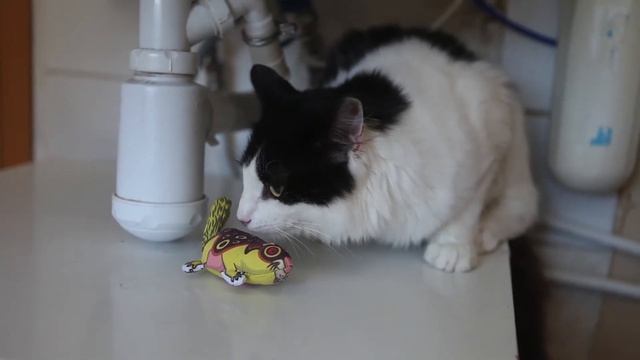 Милый Котик Мишуко смотреть онлайн