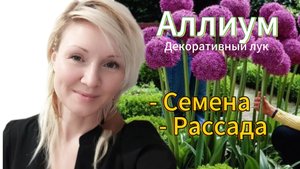 Пересаживаем Аллиум. Рассада, семена, стратификация. Подготовка земли в стаканчики