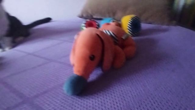 Собачка