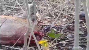 KOMODO DRAGON Swallow its prey alive