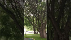 Белокуриха. Прогулка по территории санатория "Сибирь". Июнь 2024