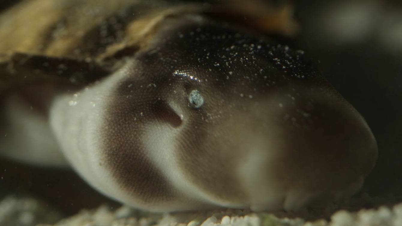 Акулы. Роды у акулы. смотреть онлайн