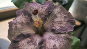 Сортовые гибискусы. Частичный уход. #цветы в доме #сортовве гибискусы