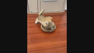 Интерактивная игрушка-когтеточка для кошек Magic Organ