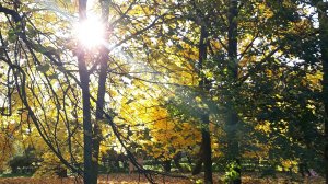 Октябрь. Читает автор Мира Ольгина. Автор музыки Алексей Лызин.