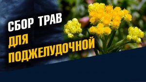 Сбор Трав для Поджелудочной железы Помощь поджелудочной железе Рецепт профессора Степанов А. М.