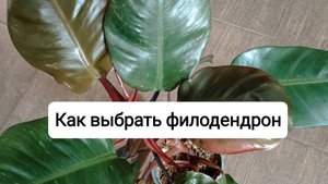 Как выбрать филодендрон и на что обратить внимание перед покупкой