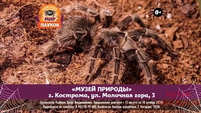 "Федеральная Рекламная Группа" запустила рекламную кампанию выставки «Удивительный мир пауков»