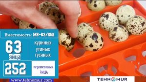 Автоматический инкубатор MS 98. Для куриных, утиных, гусиных, перепелиных, индюшиных яиц.