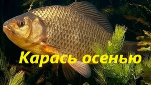 КАК ЛОВИТЬ КАРАСЯ ОСЕНЬЮ? ЛОВЛЯ КАРАСЯ в ОСЕННЕЕ ВРЕМЯ. МЕСТА, НАЖИВКИ и СНАСТИ для ЛОВЛИ КАРАСЯ