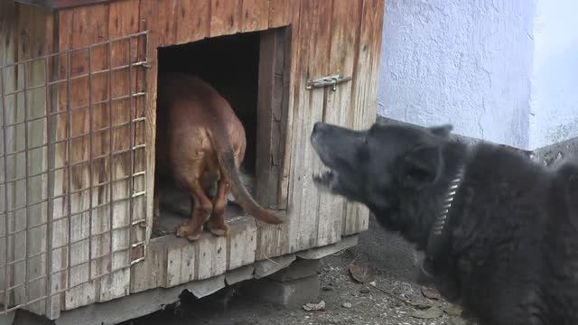 Чарли ворюга. Октябрь 2013 г. смотреть онлайн