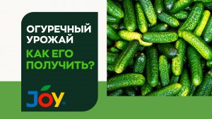 Огуречный урожай вместе с JOY! 🥒