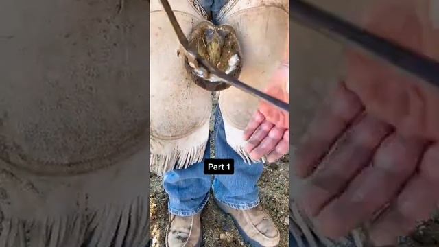 Horse Toenail Care#164