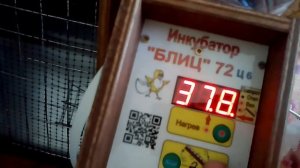 Инкубатор Блиц 72ц часть 3.