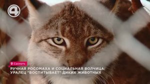 Ручная росомаха и социальная волчица: уралец "воспитывает" диких животных