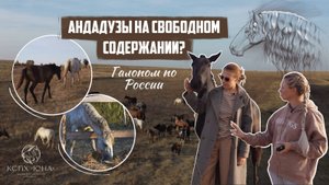 АНДАЛУЗ — ИСПАНСКАЯ ЛОШАДЬ живущая вне конюшни